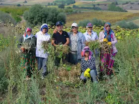 Ladik fasulyesinde hasat zamanı
