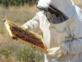 Lavanta bahçeleri hem göze hem damağa hitap ediyor
