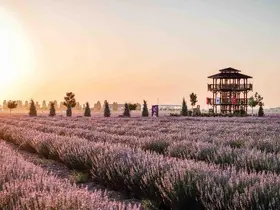 Lavanta Bahçesi kapılarını açtı