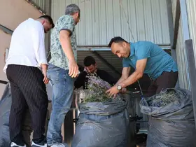 Lavanta üreten kadın kooperatifine katma değer desteği
