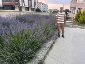 Lavantalar cami bahçesini renklendirdi
