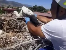 Leylek yuvalarındaki plastik ipler yavruların hayatını tehdit ediyor
