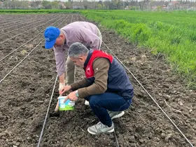 Lüleburgaz’da çerezlik kabak çekirdeği ekimi
