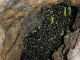 Mağarada binlerce arının bal mesaisi kamerada
