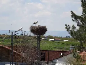 Malatya’da baharın müjdecisi leylekler yuvalarına dönüyor
