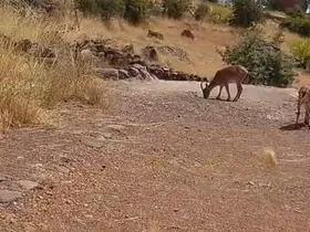Malatya’da dağ keçileri görüntülendi
