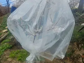 Malatya’da kayısı üreticileri zirai don için alarma geçti
