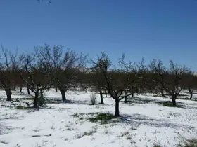 Malatya’da kayısıda don endişesi
