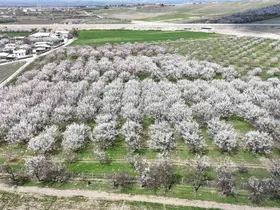 Malatya’da kayısıda iklim endişesi devam ediyor
