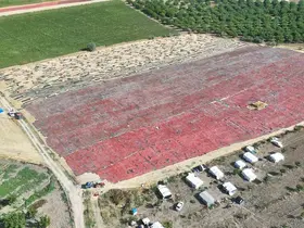 Malatya’da tarlalar kırmızıya boyandı
