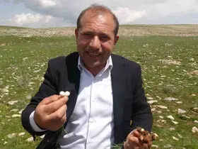 Malatya’da yüksek rakımlı bölgelerde çiğdem mesaisi
