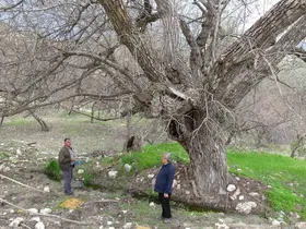 Malatya’daki 270 yıllık ceviz ağacı zamana direniyor
