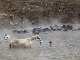 Manda ve atların kışın ortasında kaplıca keyfi
