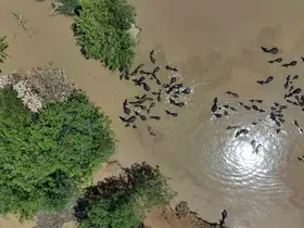 Mandalar kavurucu sıcaktan çamur ve su banyosuyla korunuyor
