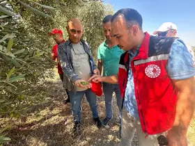 Manisa’da 2026 zeytin ve zeytinyağı rekoltesi sahada belirlenecek

