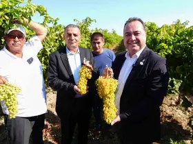 Manisa’da bağbozumu heyecanı başladı

