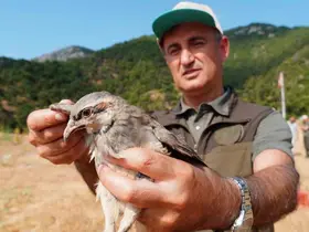 Manisa’da doğaya bin 200 kınalı keklik salındı
