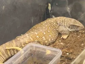 Manisa’da egzotik hayvan operasyonu: 61 yaban hayvanı kurtarıldı
