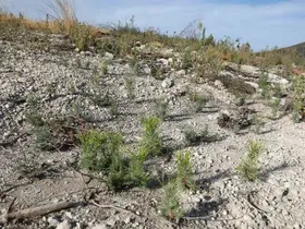 Manisa’da yanan ormanlar yeniden yeşerecek
