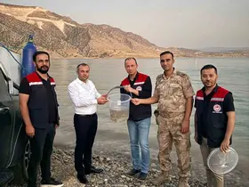 Mardin Ilısu Barajına 1 milyon şabut balığı bırakıldı
