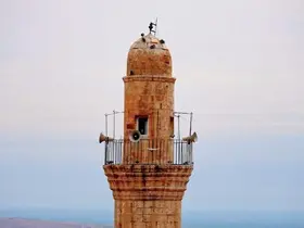 Mardin türküsünü işitme engelliler için işaret diliyle söylediler
