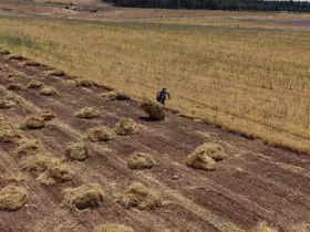 Mardin’de çiftçilerin yoğun mesaisi başladı
