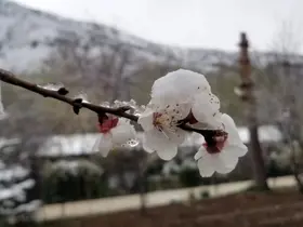 Mart sonrası Nisan şoku: Erzincan ve çevresinde gece donu
