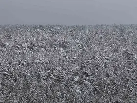 Mayıs ayında karla kaplanan ormanların eşsiz manzarası hayran bıraktı
