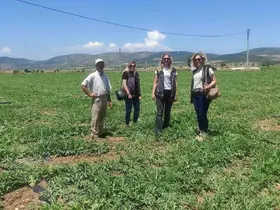 Medetli karpuzu iyi tarımla geleceğe taşınıyor
