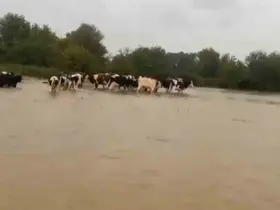 Merayı su bastı, mahsur kalan inekleri sahipleri kurtardı
