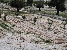 Mersin Erdemli’de dolu tarım alanlarına zarar verdi
