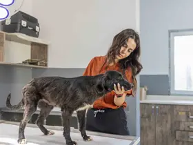 Mersin’de 6 aylık tedaviyle yeniden ayağa kalkan köpek sıcak yuvasını bekliyor
