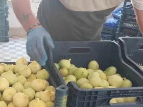 Mersin’de beyaz incirde ’yok yılı’: Rekoltenin 90 bin tondan 30 bin tona düşmesi bekleniyor
