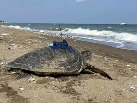 Mersin’de uydu takip cihazı takılan 2 kaplumbağa tekrar denizle buluştu
