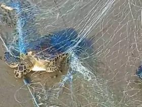Mersin’de yasa dışı avcılığa sıkı denetim
