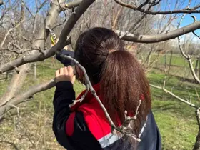Meyve ağaçlarında budama çalışmaları devam ediyor
