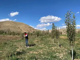 Meyve bahçelerinde ürün ve hastalık kontrolü yapılıyor
