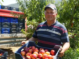 Meyve suyu fabrikaları üreticiden aldıkları ürünün fiyatları iyice dibe vurdu
