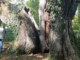 Mezarlıkta bulunan bin yıllık kestane ağaçları, zehirli sarmaşıkların tehdidi altında
