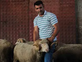 Milyonluk yerli koçun erkek üçüz yavrusu oldu
