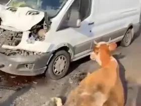 Minibüsün çarptığı inekler son anda kesildi

