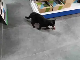 Minik serçeyi kediye av olmaktan kurtardı
