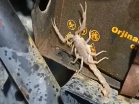 Motosikletin motorundan akrep çıktı
