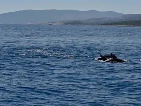 Muğla Valisi Akbıyık’ı denizde yunuslar karşıladı
