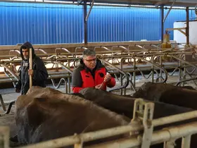 Muğla’da 240 bin hayvan şap aşısı olacak

