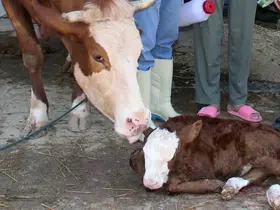 Muğla’da buzağı kayıpları yüzde 1’e indirilecek
