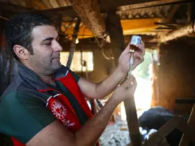 Muğla’da şap hastalığıyla mücadele hız kesmiyor

