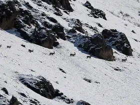 Munzur Dağları’nda yaban keçileri karlı zirvelerde görüntülendi
