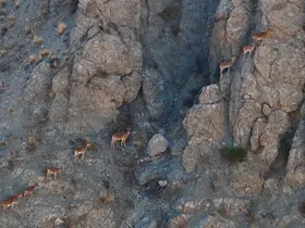 Munzur’un sarp kayalıklarında yaban keçileri görüntülendi
