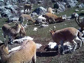 Munzur’un sessiz misafirleri fotokapana takıldı
